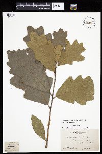 Quercus alba image