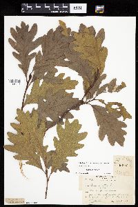 Quercus alba image