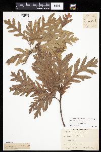 Quercus alba image