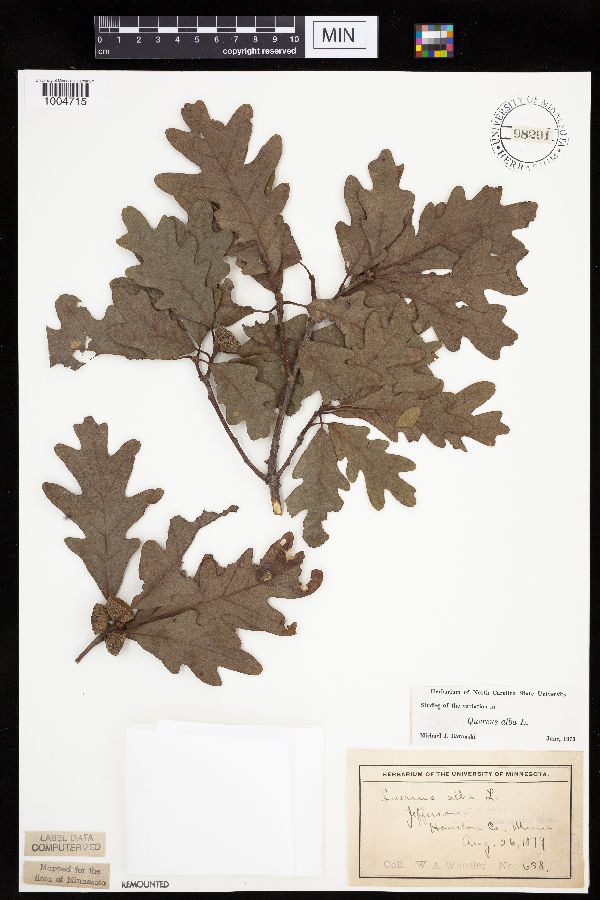 Quercus image