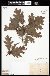 Quercus alba image