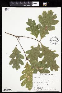 Quercus alba image