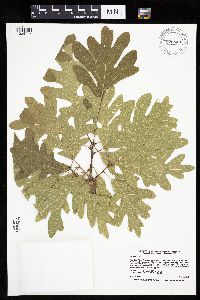 Quercus alba image