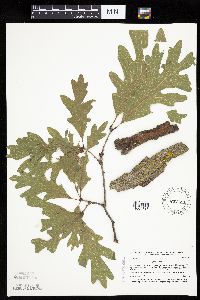 Quercus alba image