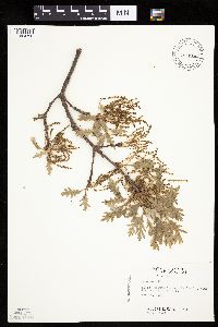 Quercus alba image