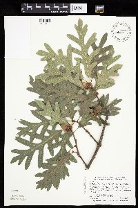 Quercus alba image