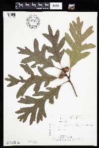 Quercus alba image