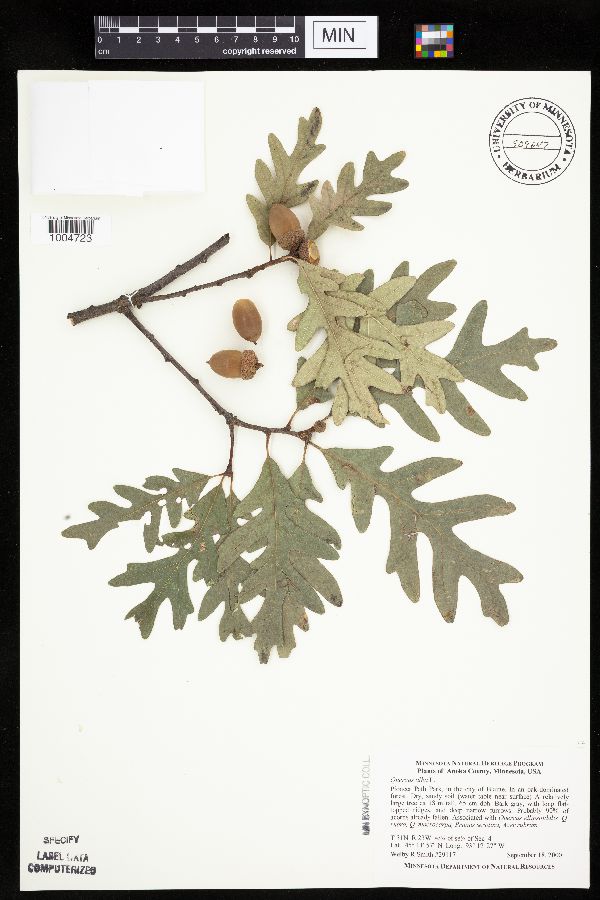 Quercus alba image