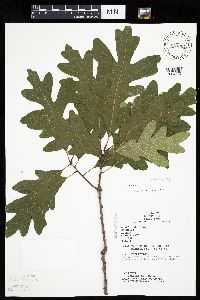 Quercus alba image