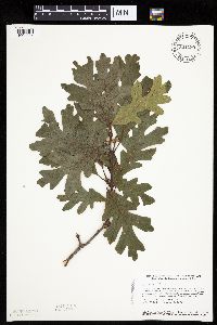 Quercus alba image