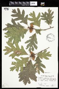 Quercus alba image
