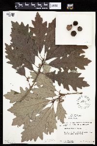 Media resource of Quercus bicolor