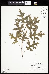 Quercus ellipsoidalis image
