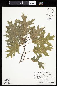 Quercus ellipsoidalis image