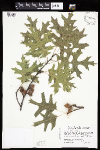 Quercus ellipsoidalis image