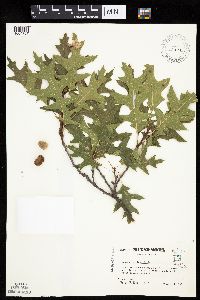 Quercus ellipsoidalis image