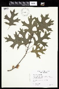 Quercus ellipsoidalis image