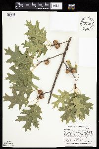 Quercus ellipsoidalis image