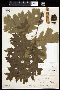 Quercus ellipsoidalis image
