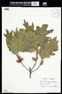 Quercus ellipsoidalis image