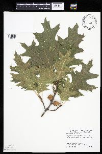 Quercus ellipsoidalis image