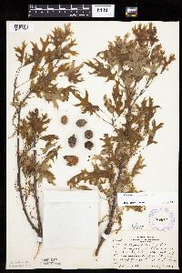 Quercus ellipsoidalis image