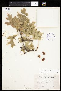 Quercus ellipsoidalis image