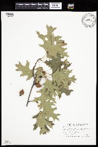 thumbnail image of current specimen