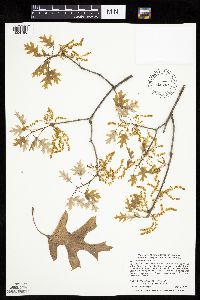 thumbnail image of current specimen
