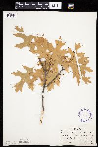 Quercus ellipsoidalis image