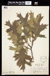 thumbnail image of current specimen