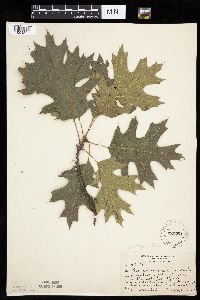 Thumbnail image of current specimen