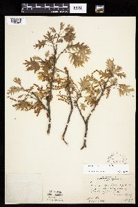 Quercus ellipsoidalis image