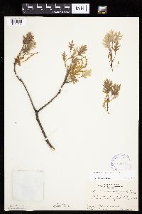 Quercus ellipsoidalis image