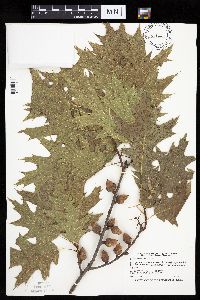 Quercus ellipsoidalis image