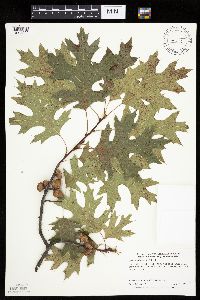 Quercus ellipsoidalis image