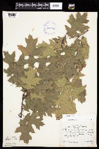 Quercus ellipsoidalis image