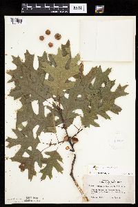 Quercus ellipsoidalis image