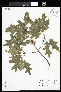 Quercus ellipsoidalis image