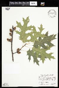 Quercus ellipsoidalis image