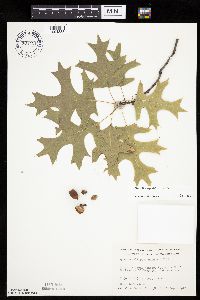 Quercus ellipsoidalis image