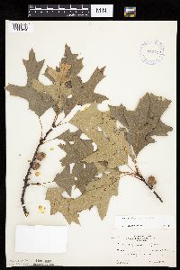 Quercus ellipsoidalis image