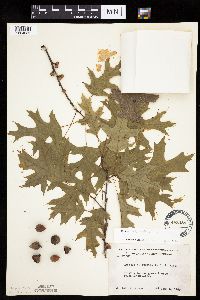 Quercus ellipsoidalis image