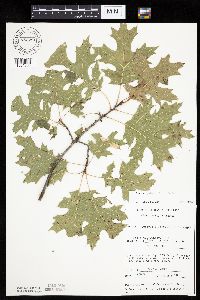 Quercus ellipsoidalis image