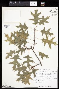 Quercus ellipsoidalis image