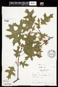 Quercus ellipsoidalis image