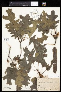 Media resource of Quercus ellipsoidalis