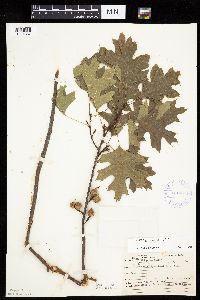 Quercus ellipsoidalis image