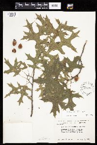 Quercus ellipsoidalis image