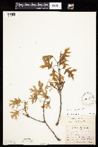 Quercus ellipsoidalis image